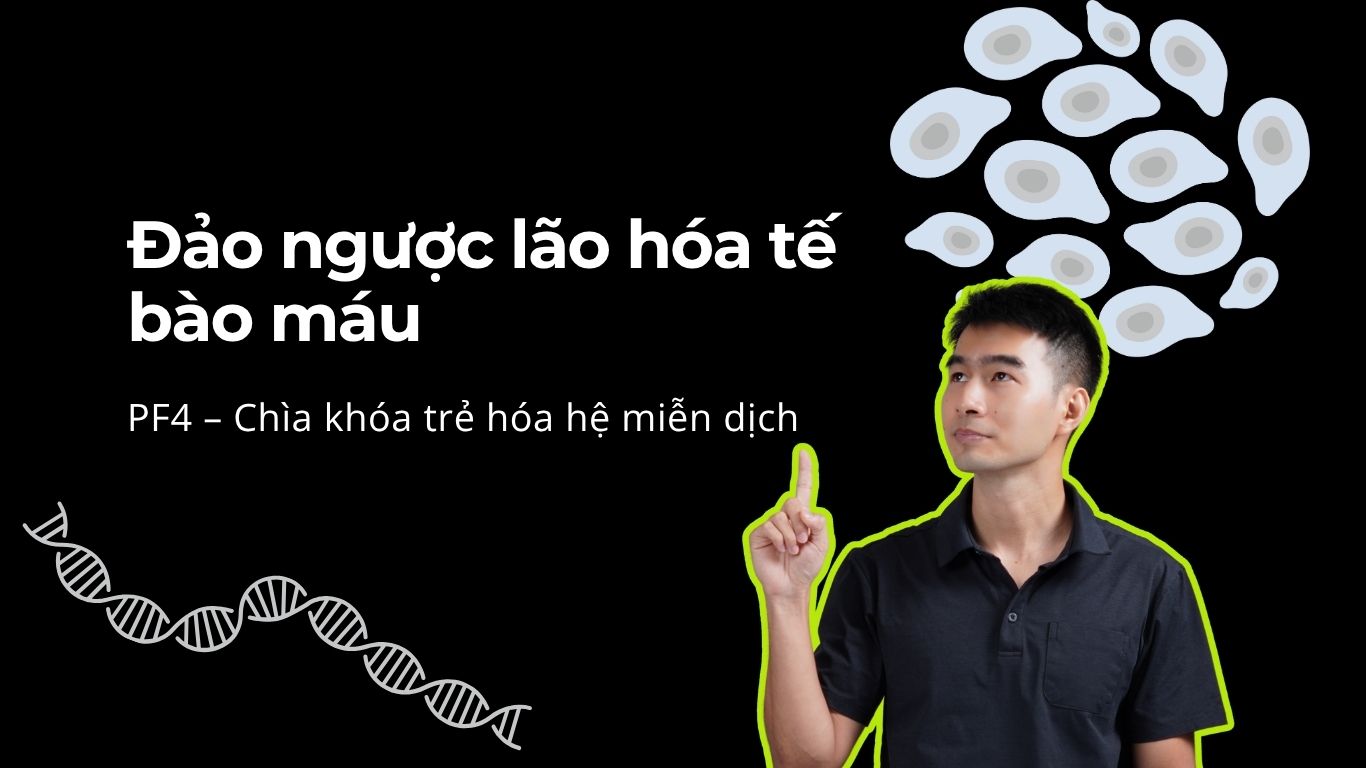 Các nhà khoa học đã đảo ngược quá trình lão hóa tế bào máu